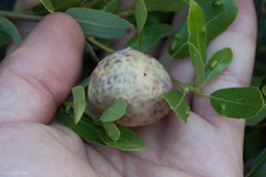 Andricus vacciniifoliae