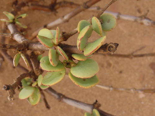 Image of Tetraena stapffii by no rights reserved