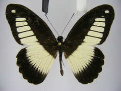 Papilio cynorta