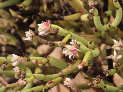 Image of Pencil Bush (Arthraerua leubnitziae) by no rights reserved