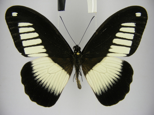 Mimetic Swallowtail