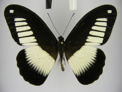Papilio cynorta