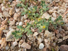 Acmispon brachycarpus