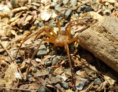 Curicaberis culiacan