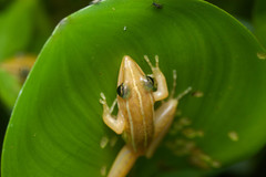 Brown Grasspound Frog photo 5