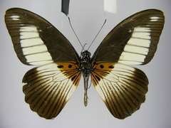 Papilio cynorta
