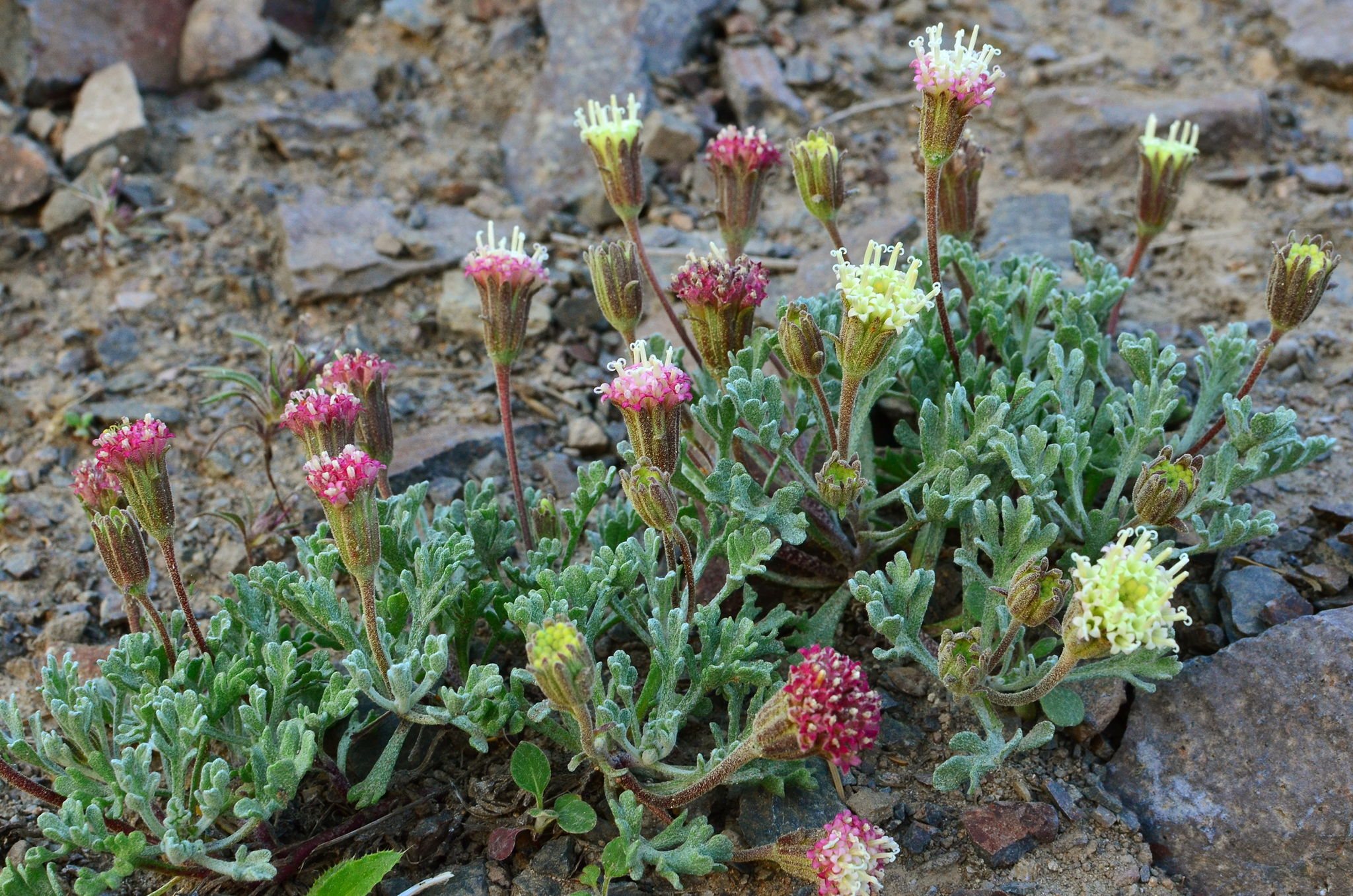 Chaenactis nevadensis