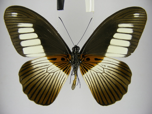 Mimetic Swallowtail