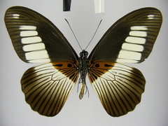 Papilio cynorta
