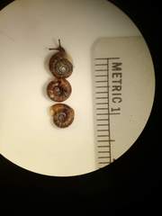 Discus whitneyi