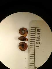 Discus whitneyi