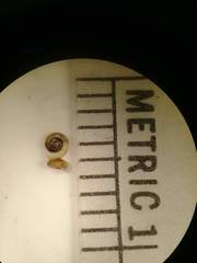 Striatura milium