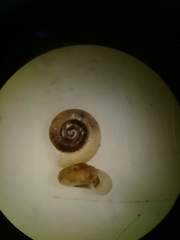Striatura milium