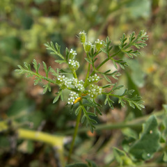 Daucus pusillus