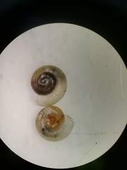 Striatura milium