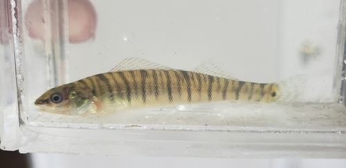 Bigscale Logperch