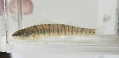 Percina macrolepida