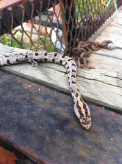 Sistrurus miliarius streckeri