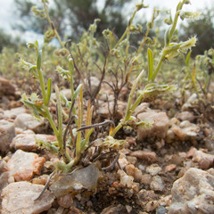 Pectocarya platycarpa