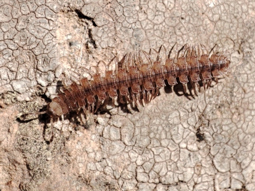 Polydesmus monticola