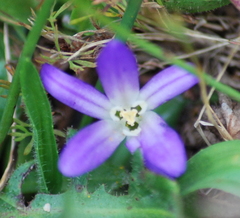 Brodiaea terrestris terrestris