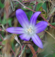 Brodiaea terrestris terrestris