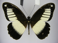 Papilio cynorta