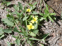 Viola vallicola