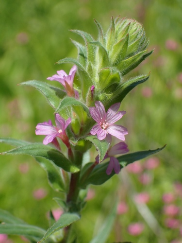 Epilobium densiflorum