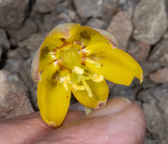 Fritillaria glauca