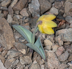 Fritillaria glauca