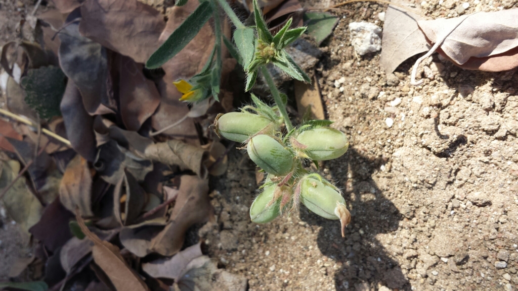 Crotalaria hirta (Crotalaria hirta)