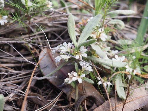 Image of Scaevola canescens by (c) Hugo Innes, some rights reserved (CC BY)