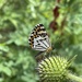 Polycaena yunnana - Photo (c) anatoly_m, some rights reserved (CC BY-NC), uploaded by anatoly_m