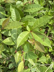 Neea psychotrioides, photograph (c) jlsnaddon, some rights reserved (CC BY)