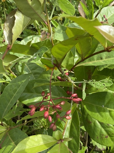 Neea psychotrioides, photograph 4
