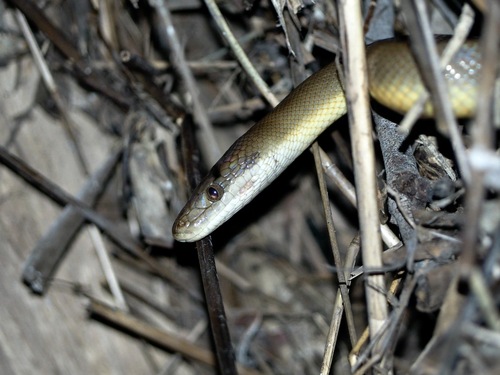 Water Python sighting