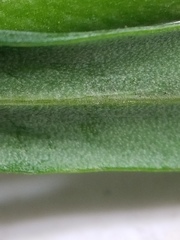 Boechera grahamii