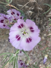 Clarkia amoena