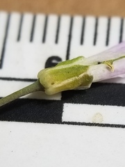 Boechera grahamii