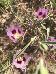Clarkia amoena