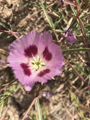 Clarkia amoena