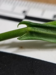 Boechera grahamii
