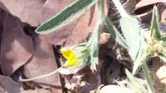 Crotalaria hirta image