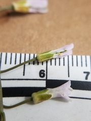 Boechera grahamii