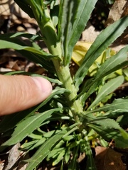 Boechera grahamii