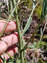 Boechera grahamii