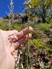 Boechera grahamii