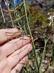 Boechera grahamii