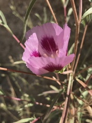 Clarkia amoena